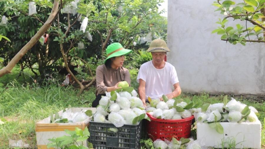 Vĩnh Phúc có 18 sản phẩm được cấp chứng nhận nhãn hiệu OCOP