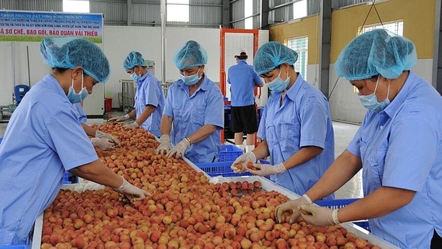 OCOP Bắc Giang: Từng bước chuẩn hóa sản phẩm địa phương