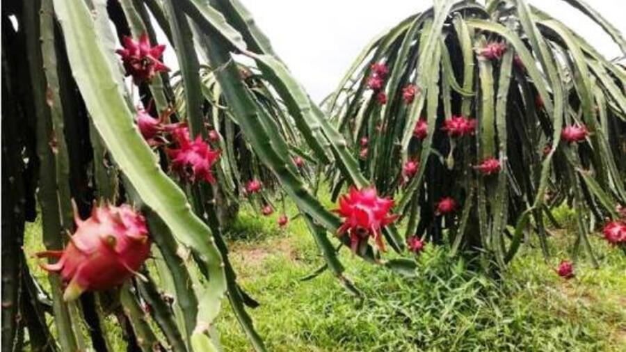 Vĩnh Phúc: Tìm thị trường tiêu thụ bền vững cho các sản phẩm OCOP
