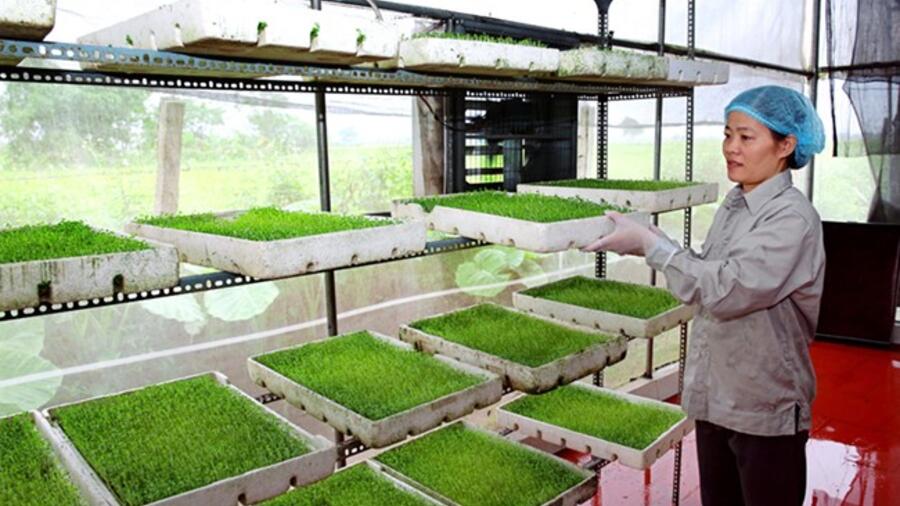 Nâng cao hiệu quả Chương trình mỗi xã một sản phẩm