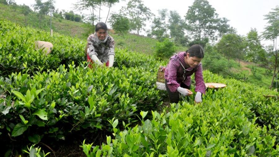 Gắn sao cho sản phẩm OCOP: Cuộc đua giữa các chủ thể sản xuất