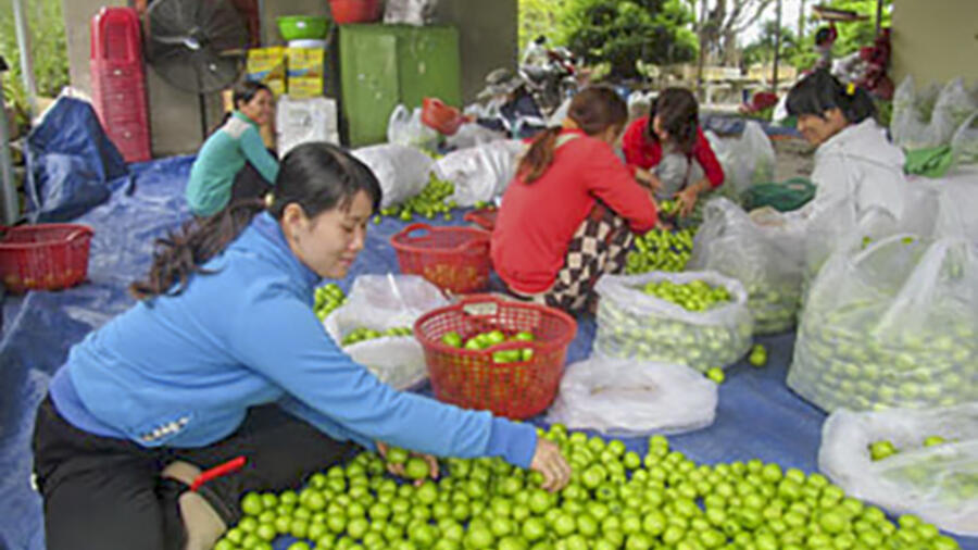 Khánh Hòa: Các sản phẩm OCOP: Tập trung nâng sức cạnh tranh