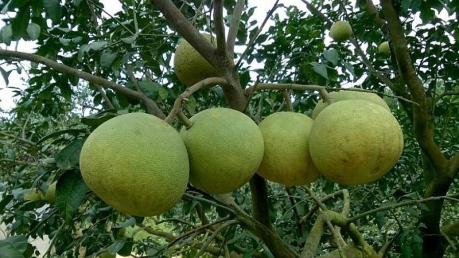 OCOP: Giải pháp hiệu quả trong phát triển kinh tế nông thôn ở Yên Bái