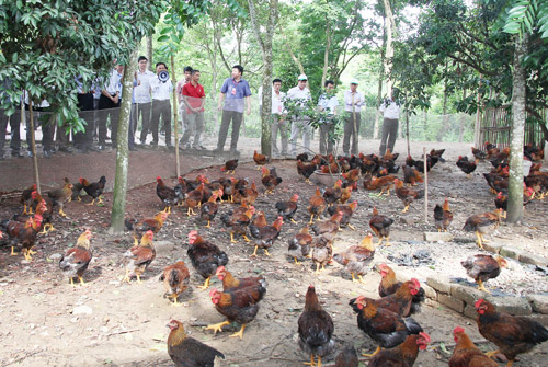 trien khai ocop: chuong trinh dai hoi, khong co diem ket thuc hinh anh 2