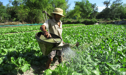 quang nam rao riet trien khai chuong trinh ocop hinh anh 1